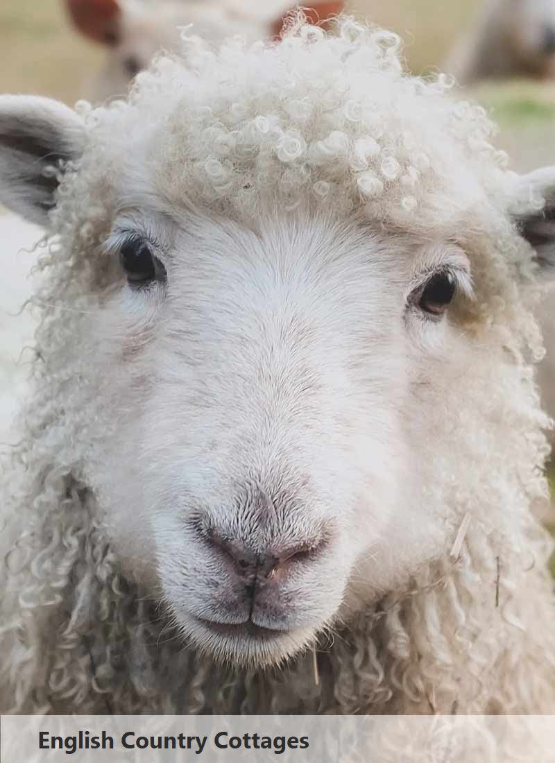 Sheep in Windermere