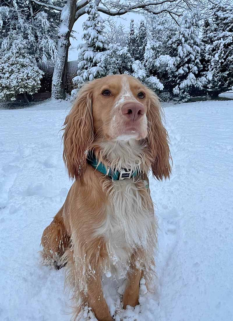 Flink Dog Winter Snow